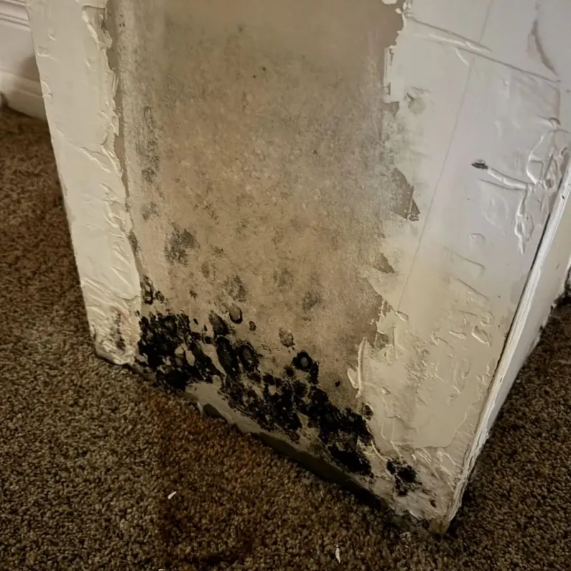 Professional Mold Removal in Pickens, MS